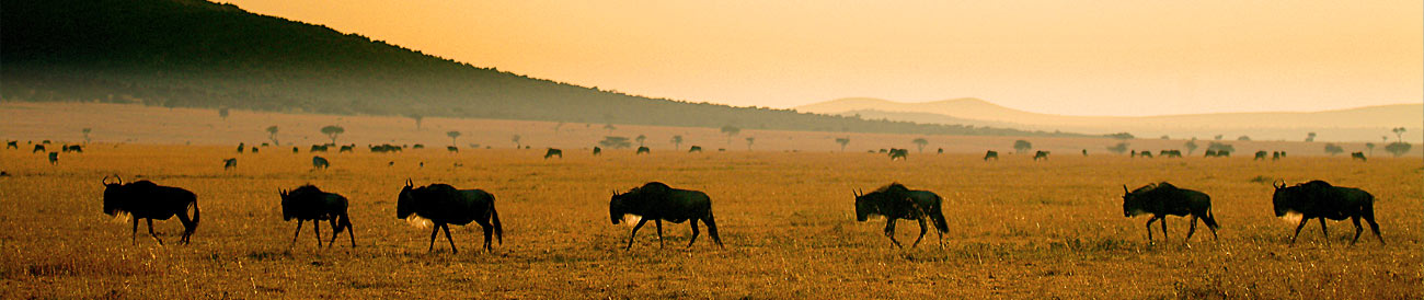 Magnificent Amboseli & Mara Retreat